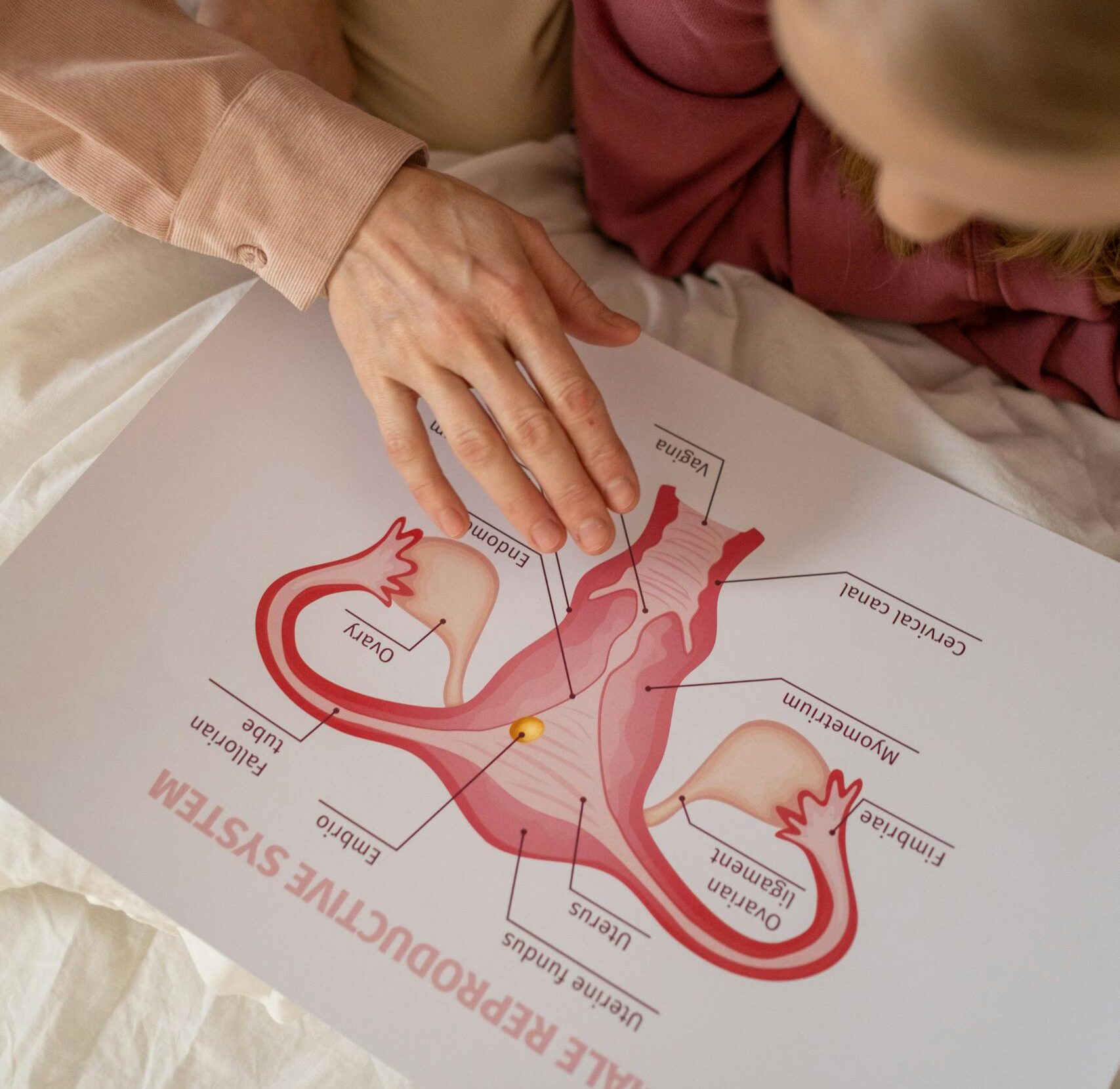 Close-up of hands pointing at a female reproductive system diagram during an educational session.