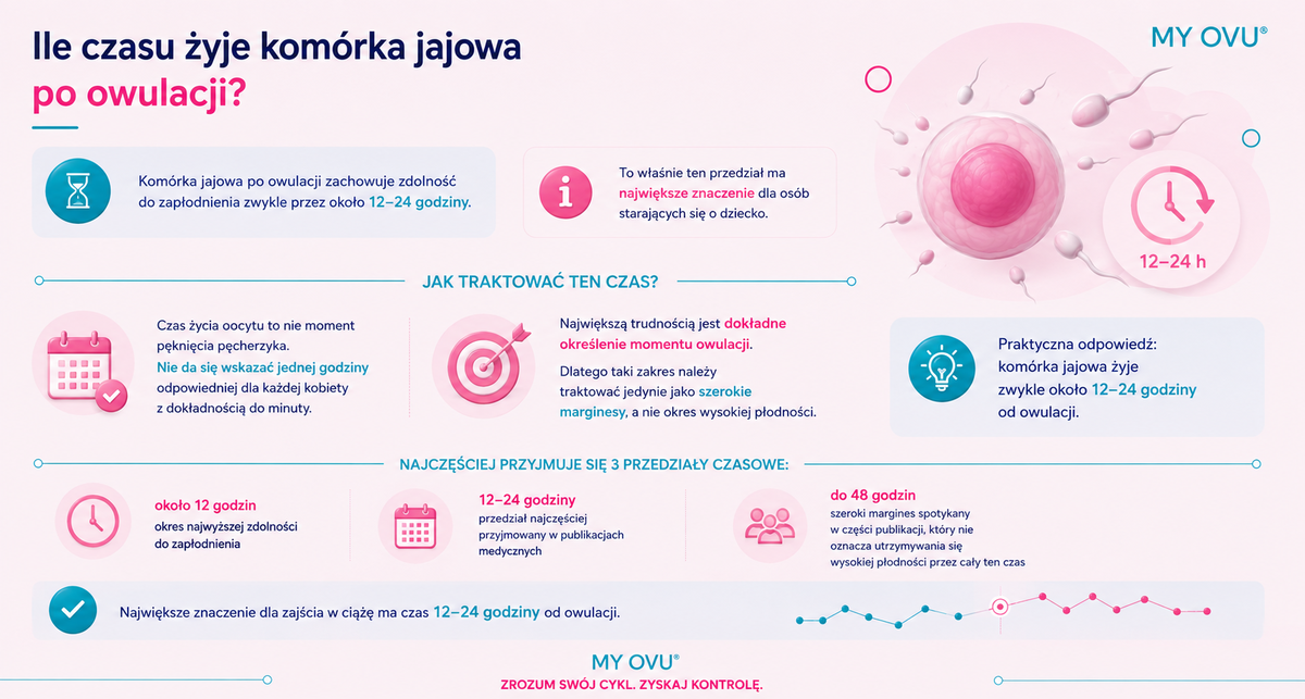 Ile czasu żyje komórka jajowa po owulacji?